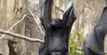 Bat Piss GIF - Bat Piss Piss Chill GIFs