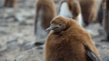 Look At The Camera National Geographic GIF - Look At The Camera National Geographic Penguins GIFs