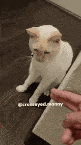 a white cat is being petted by a person with the name crosseyed.manny on the bottom