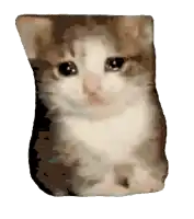 a brown and white cat is sitting on a white surface
