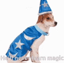 wizard funny wizard dog wizard hell never learn magic cute dog
