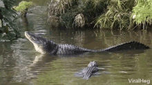 farting alligator