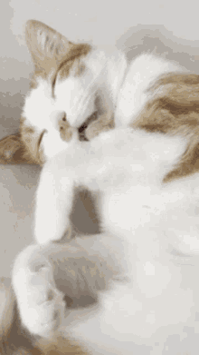Cats Cuddle GIF - Cats Cat Cuddle GIFs