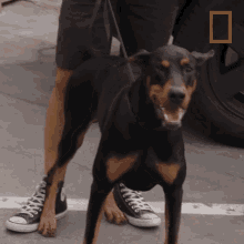 glaring nero national geographic dog impossible a doberman learns to socialize