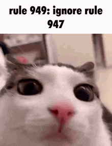 Rule 949 Cat Blink GIF - Rule 949 Cat Blink Cat Front Facing GIFs