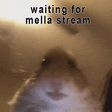 a picture of a hamster with the words " waiting for mella stream " below it