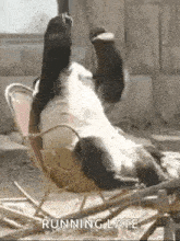 a panda bear is laying on its back in a rocking chair with its paws up .