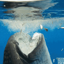 Shark Whale Drinking GIF - Shark Whale Drinking Water GIFs