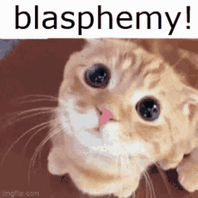 Blasphemy Funny GIF - Blasphemy Funny Cat GIFs