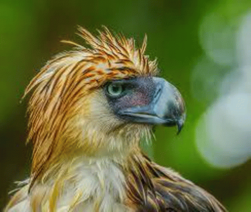 Agila Haringibon GIF - AGILA HARINGIBON HARIBON - Discover & Share GIFs