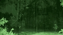 Rain GIF - Rain Forrest GIFs