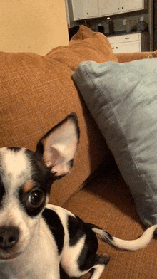 a small black and white dog is laying on a brown couch next to a blue pillow