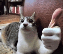 Cat Approves GIF - Cat Approves GIFs