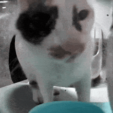 a black and white cat is standing next to a blue bowl