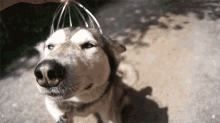 Relax GIF - Dogs Puppy Dog GIFs