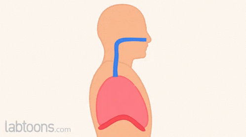 diaphragm breathing animation