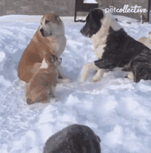 Dog Dogs GIF - Dog Dogs Need Attention GIFs