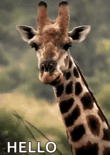 Giraffe Chew GIF - Giraffe Chew Hello GIFs