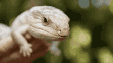 Reptile Lick GIF - Reptile Lick Australia Zoo GIFs