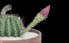 Botany Cactus GIF