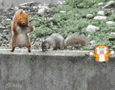 Squirrels Trees GIF - Squirrels Trees Where Is My Home GIFs