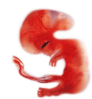 Fetus Baby Sticker - Fetus Baby Unborn Stickers