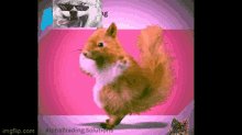 Dancing Squirrel Squirrel Dance GIF - Dancing Squirrel Squirrel Dance Alpha Trading Squirrel Dance GIFs