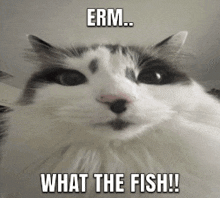 Erm What The Fish Cat GIF - Erm What The Fish Cat What The Fish GIFs
