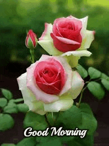 two pink and white roses with the words `` good morning '' written below them .