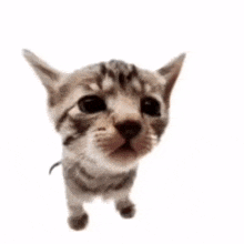 a kitten pointing at the camera with the words " i thought you were bad " behind it