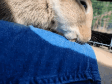 Rabbit Cleaning GIF - Rabbit Cleaning Jeans GIFs