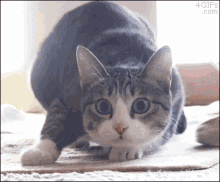 Shaq Cat GIF - Shaq Cat Wiggle GIFs