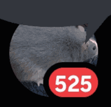 525 Rat GIF - 525 Rat GIFs