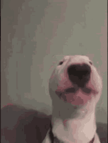 Walter Funny GIF - Walter Funny Dog GIFs