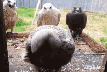 Pecking Let Me Try That GIF - Pecking Let Me Try That Bird GIFs