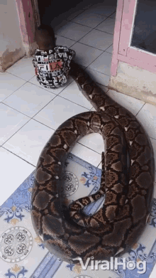 python snake roll over toddler viral hog