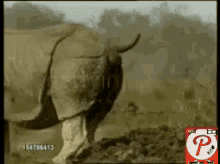 Rhino Jihad Jihad GIF