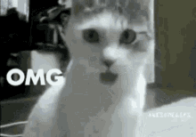 Omg Oh My God GIF - Omg Oh My God Cat GIFs