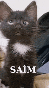 a black and white kitten with the name saim written on the bottom