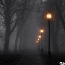 a row of trees in a foggy forest with pixiz written on the bottom