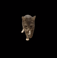 a cat is walking on a black background and looking at the camera .