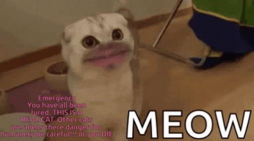 Meow Lol GIF Meow Lol Weird Discover Share GIFs