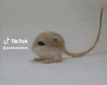 a small mouse with a long tail is on a white surface with tiktok written on the bottom