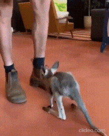 Kangaroo Baby GIF - Kangaroo Baby Cute GIFs
