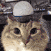 a cat wearing a hat and glasses is sitting in front of a keyboard .
