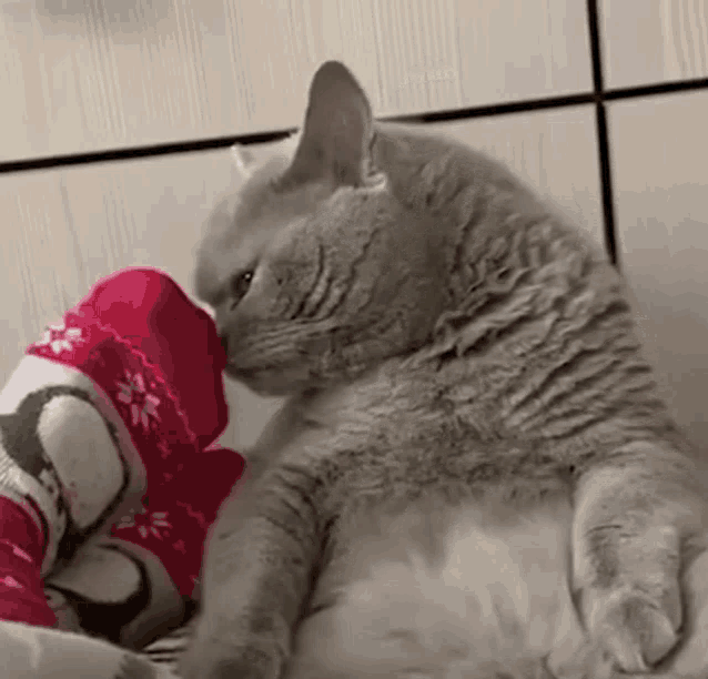 Cat Feet Cat Stinky Feet GIF - Cat Feet Cat Stinky Feet Cat Smelling Feet -  Discover & Share GIFs