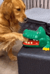 Dog Crocodile Toy GIF - Dog Crocodile Toy Game GIFs