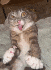 a cat with its tongue out is laying on its back