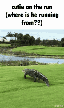 Cutie Crocodile GIF - Cutie Crocodile Running Away GIFs