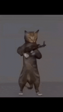 Cat Shooting GIF - Cat Shooting Gun GIFs